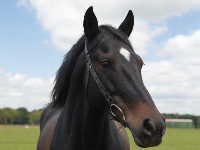 开云体育_ 德甲转会市场观察：谁是潜在的黑马？，德甲开幕