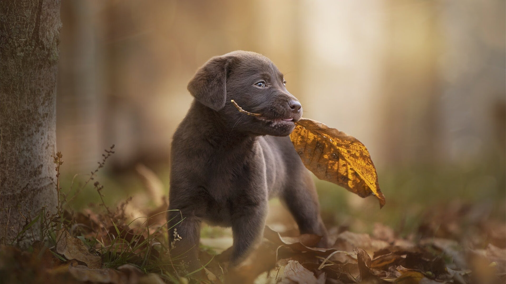 欧洲足球未来：欧冠赛场的新星崛起，欧洲杯潜力新星