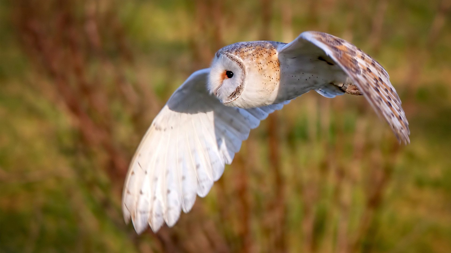 英超获胜秘诀，深度剖析战术调整和关键数据变化，“英超”