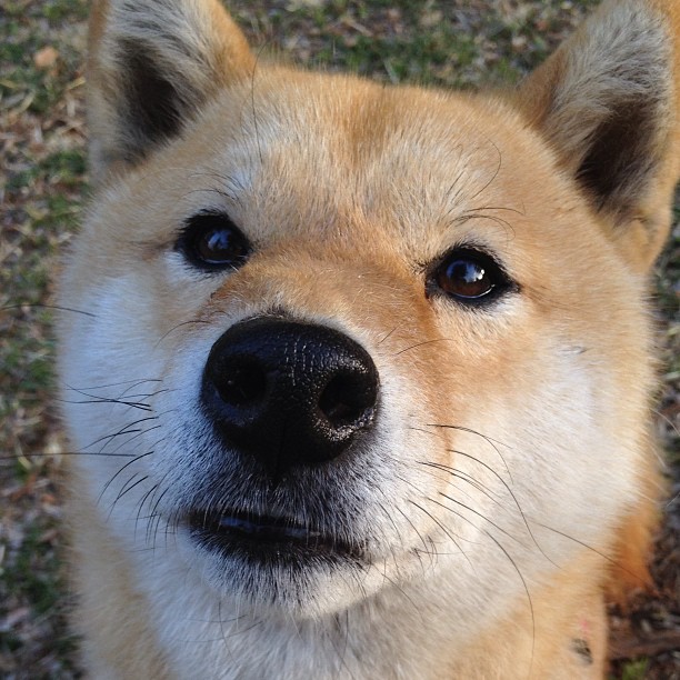 跳水新秀刷新世界纪录,展现中国跳水强势地位,中国跳水成绩