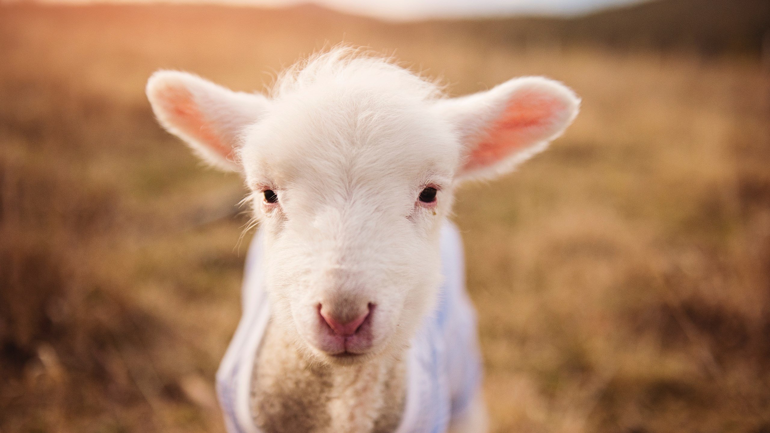 足球运动纳入大学素质拓展课程，大学足球特长招生大学