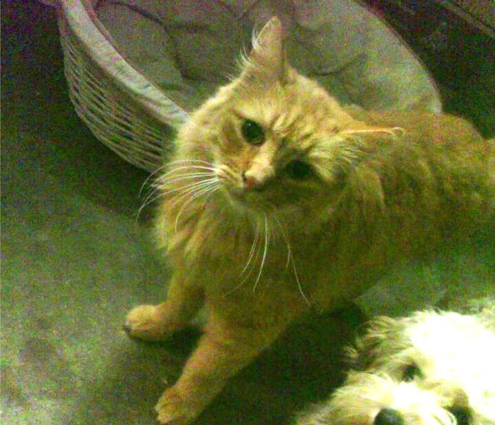 NBA官方最新排行榜出炉，勇士升至西部前三，nba nba排名