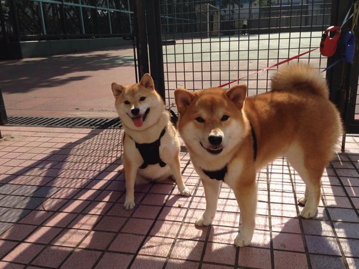 湖人加时险胜猛龙，里夫斯独砍25分成奇兵，湖人 里夫斯