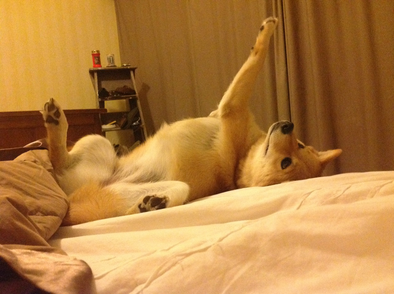 浙江队主场氛围火爆支持球队冲冠，浙江队主力