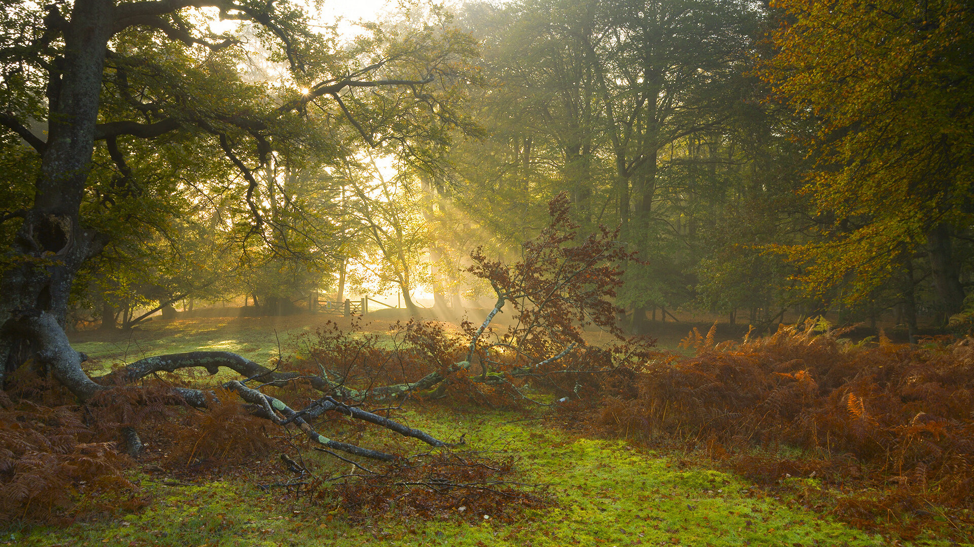 浙江队主场氛围火爆支持球队冲冠,浙江队主力
