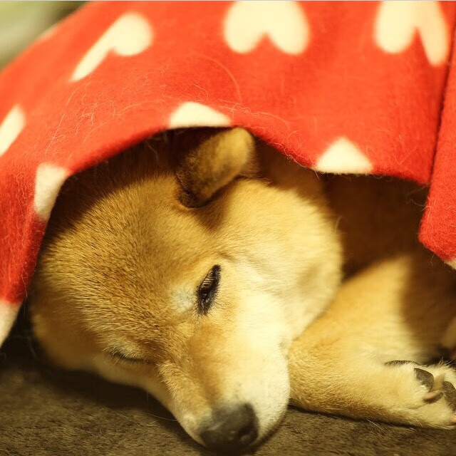 多项目中游泳选手体现团队成长潜力,业余游泳队