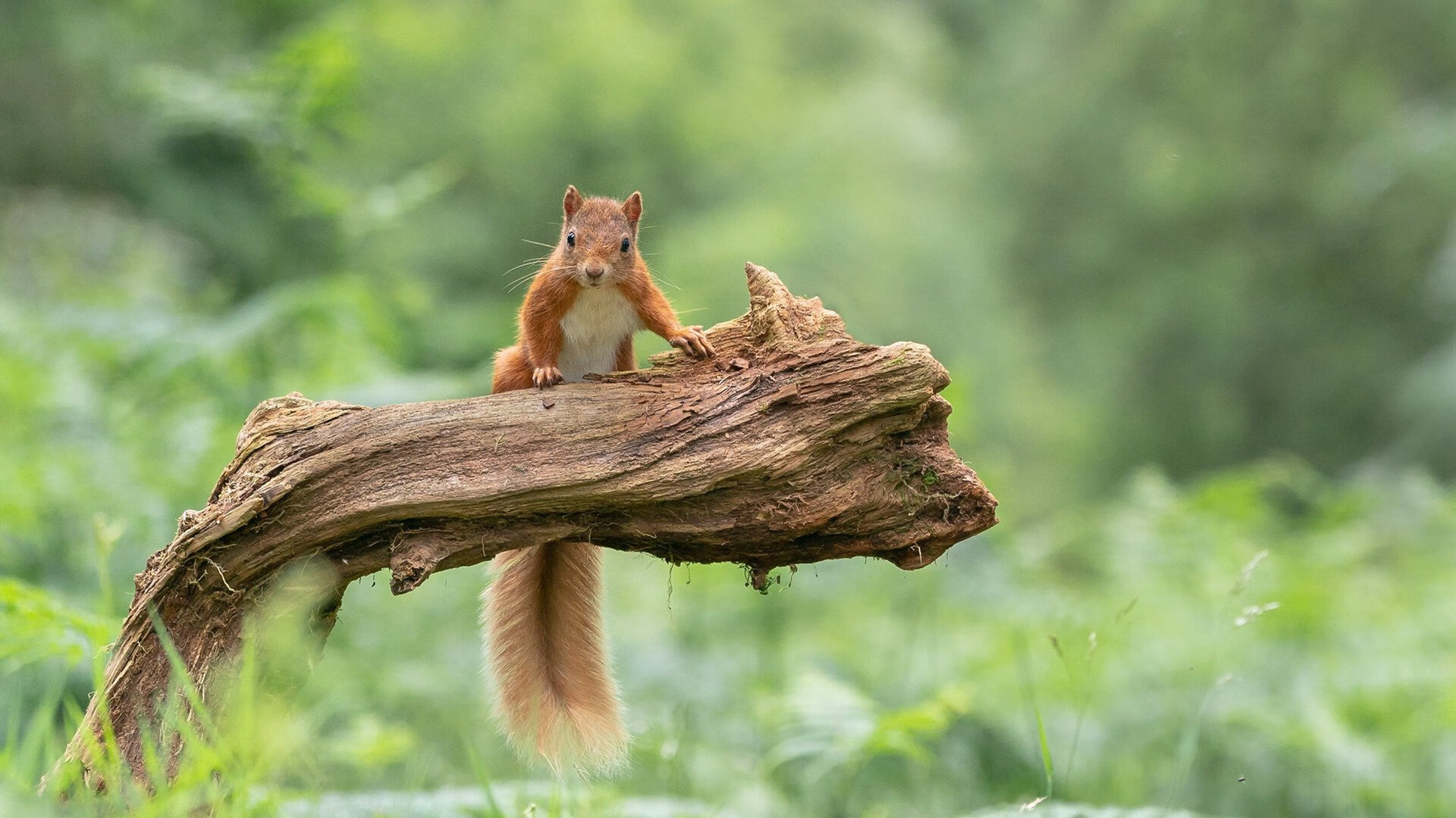 战术演练课涵盖多套体系提升队员战术理解与临场判断能力，战术表演方案