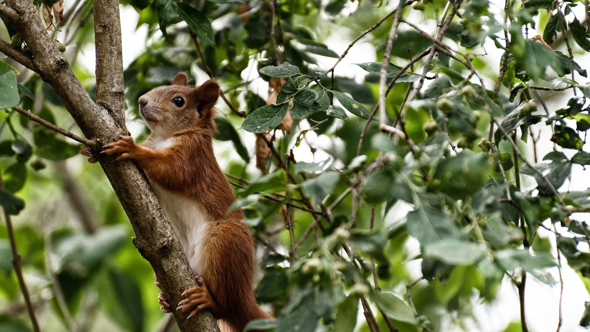热火战术执行严谨全队配合默契，热火队联防战术