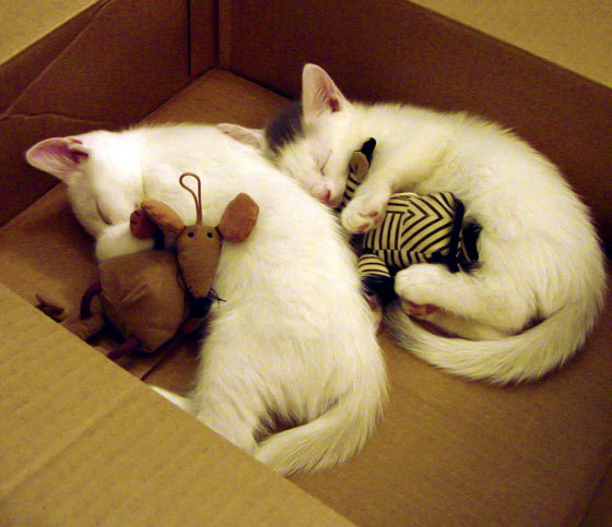 篮网锋线球员展示极限弹跳能力,篮网锋线球员展示极限弹跳能力是多少